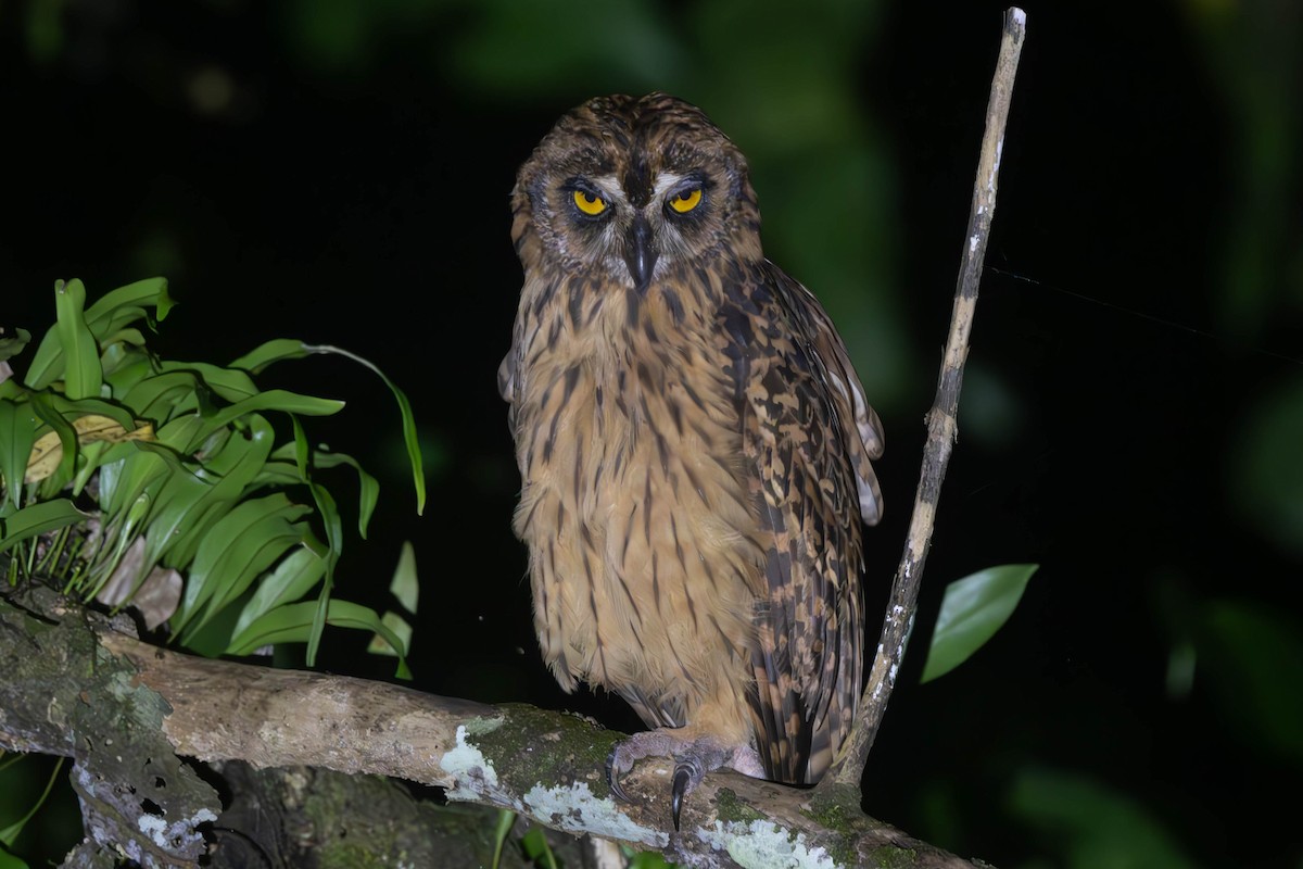 Fearful Owl - ML625815244