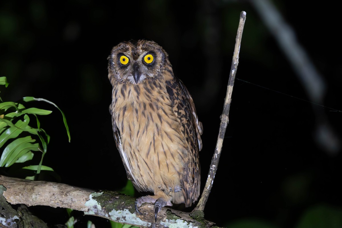 Fearful Owl - ML625815245