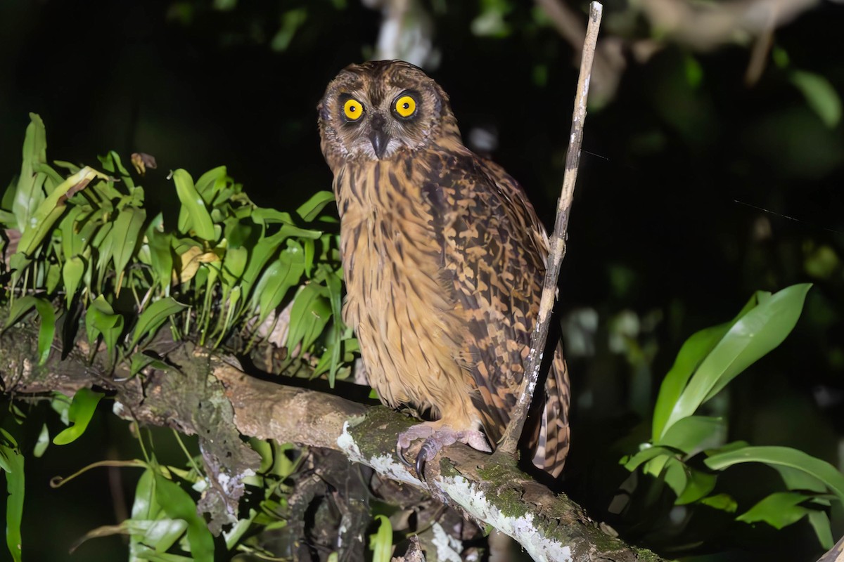 Fearful Owl - ML625815251