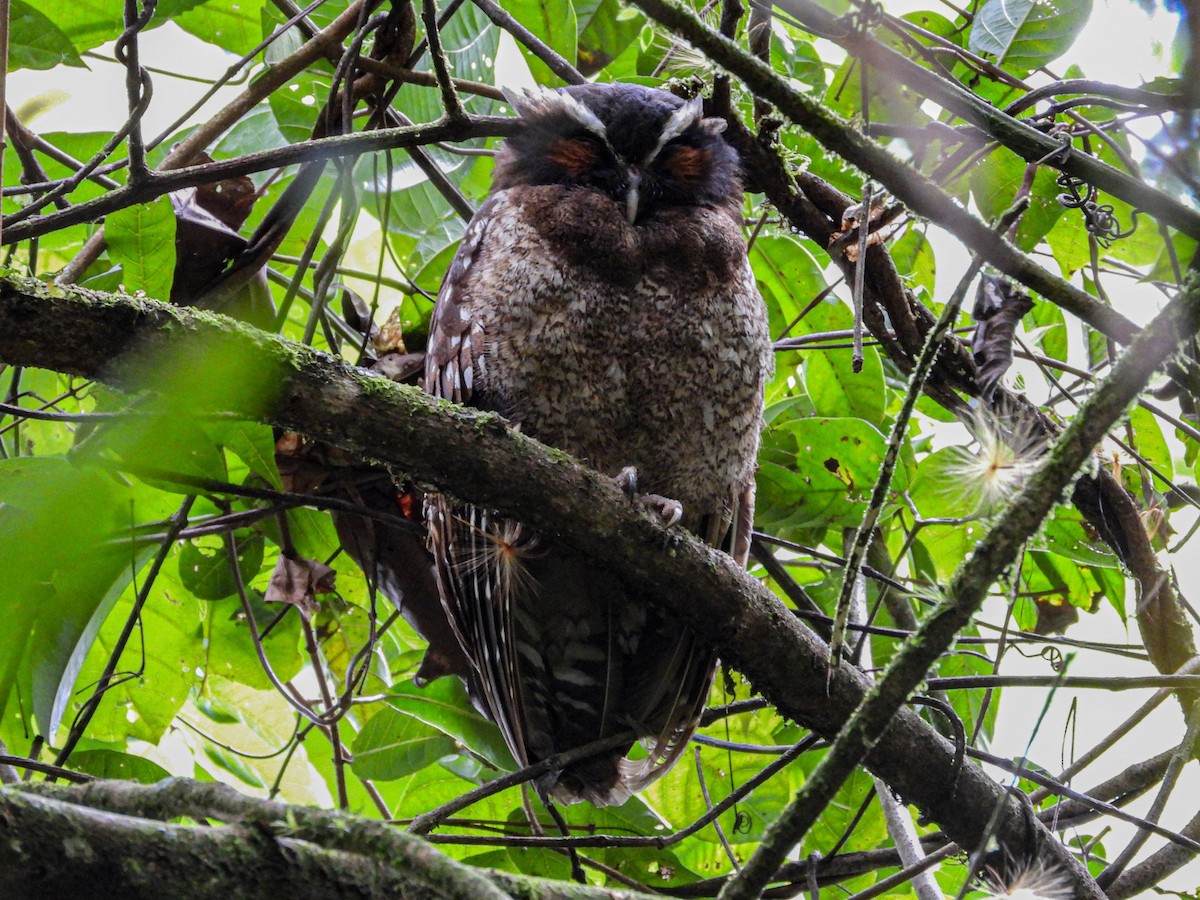 Crested Owl - ML625815424