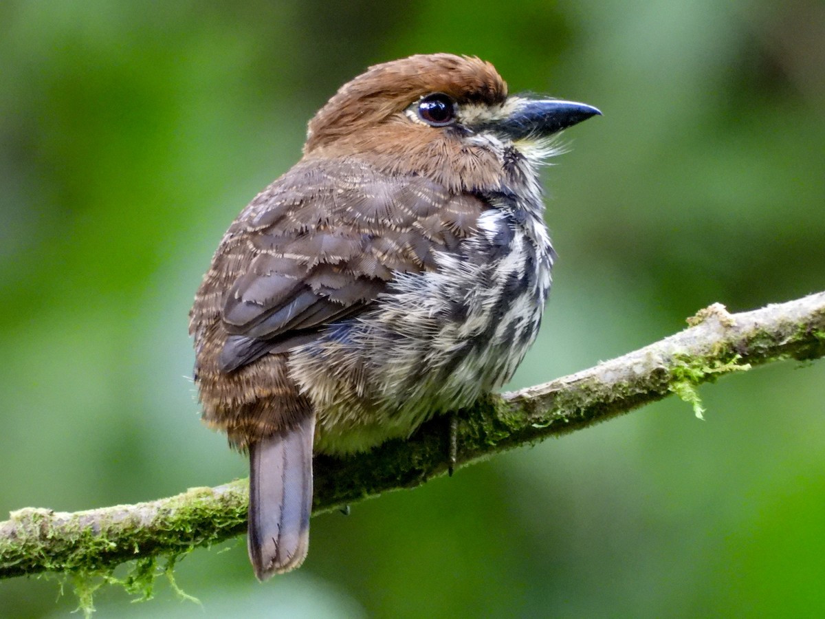 Lanceolated Monklet - ML625815432