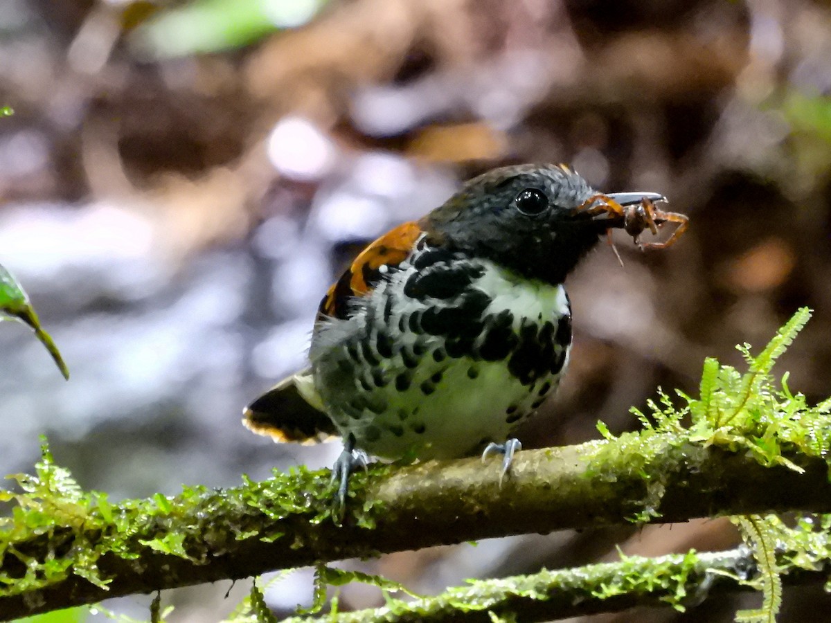 Spotted Antbird - ML625815436