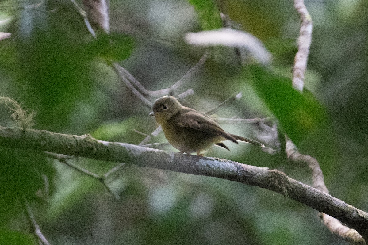 Olive Flyrobin - ML625815595