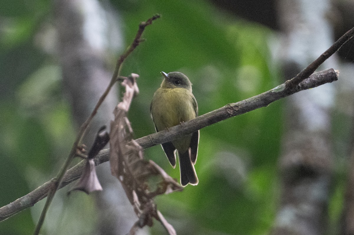 Olive Flyrobin - ML625815596