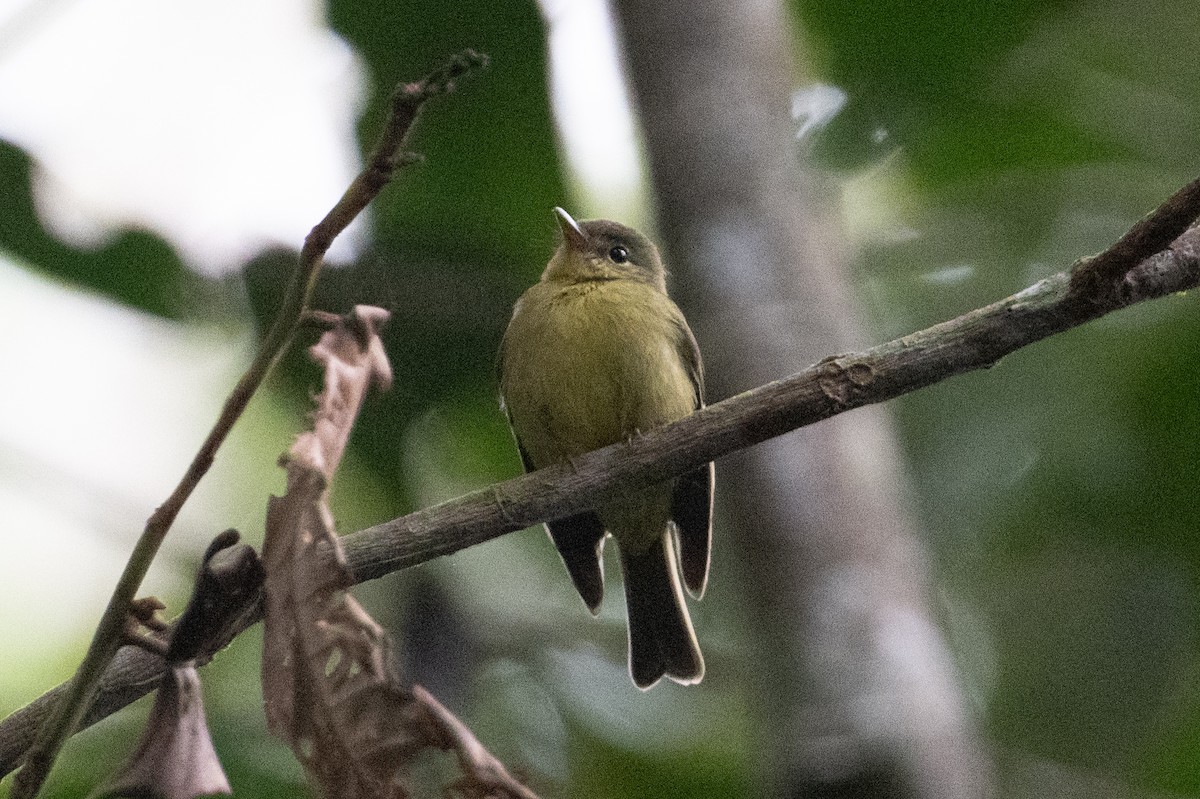 Olive Flyrobin - ML625815597