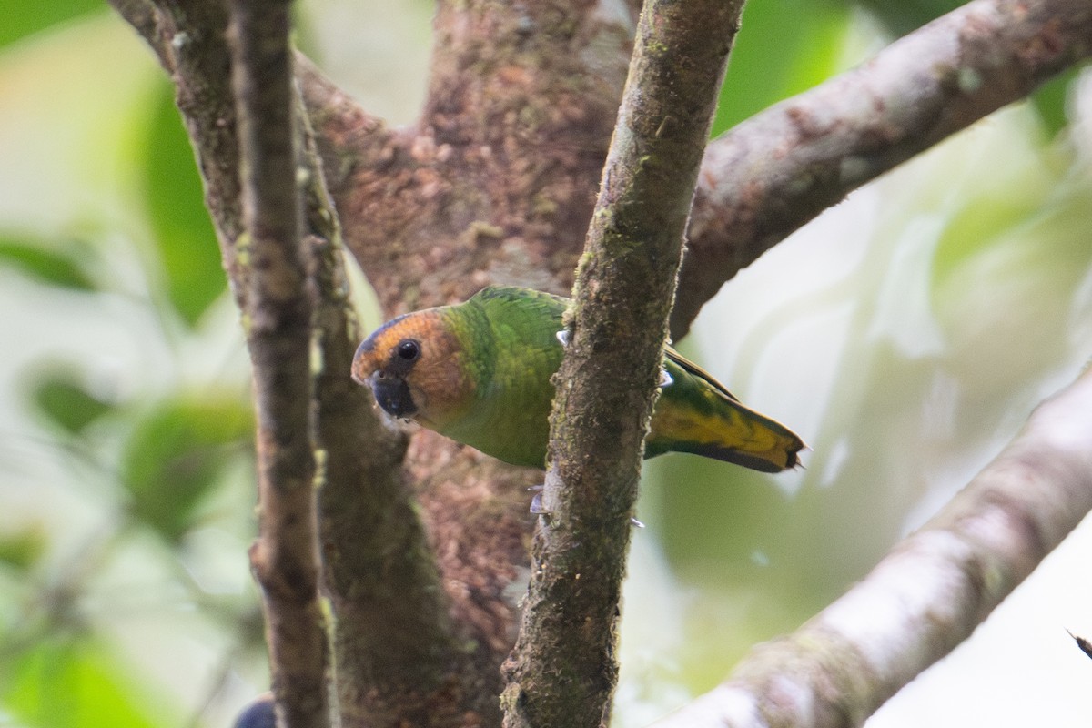 Buff-faced Pygmy-Parrot - ML625815612