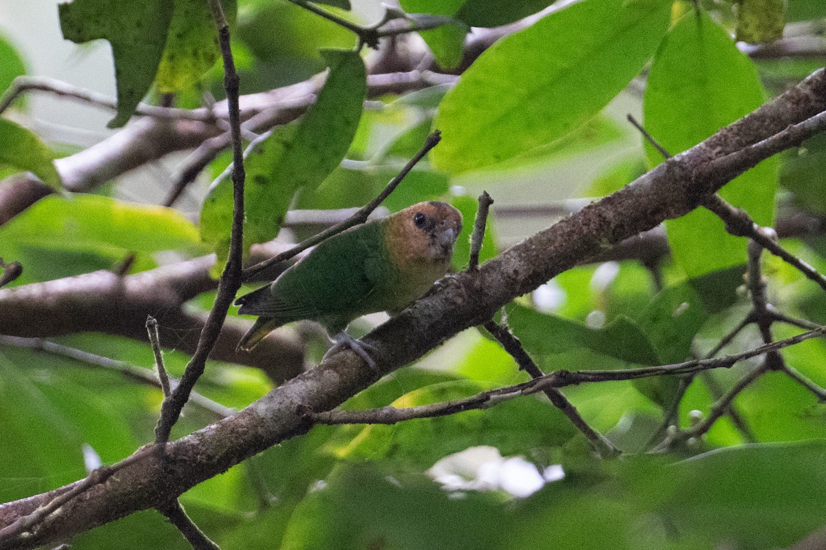 Buff-faced Pygmy-Parrot - ML625815619