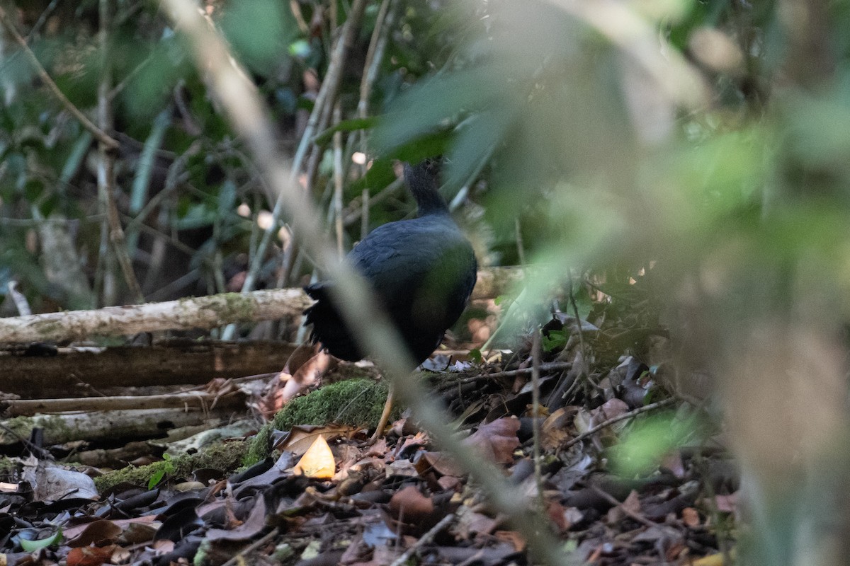 Yellow-legged Brushturkey - ML625815630
