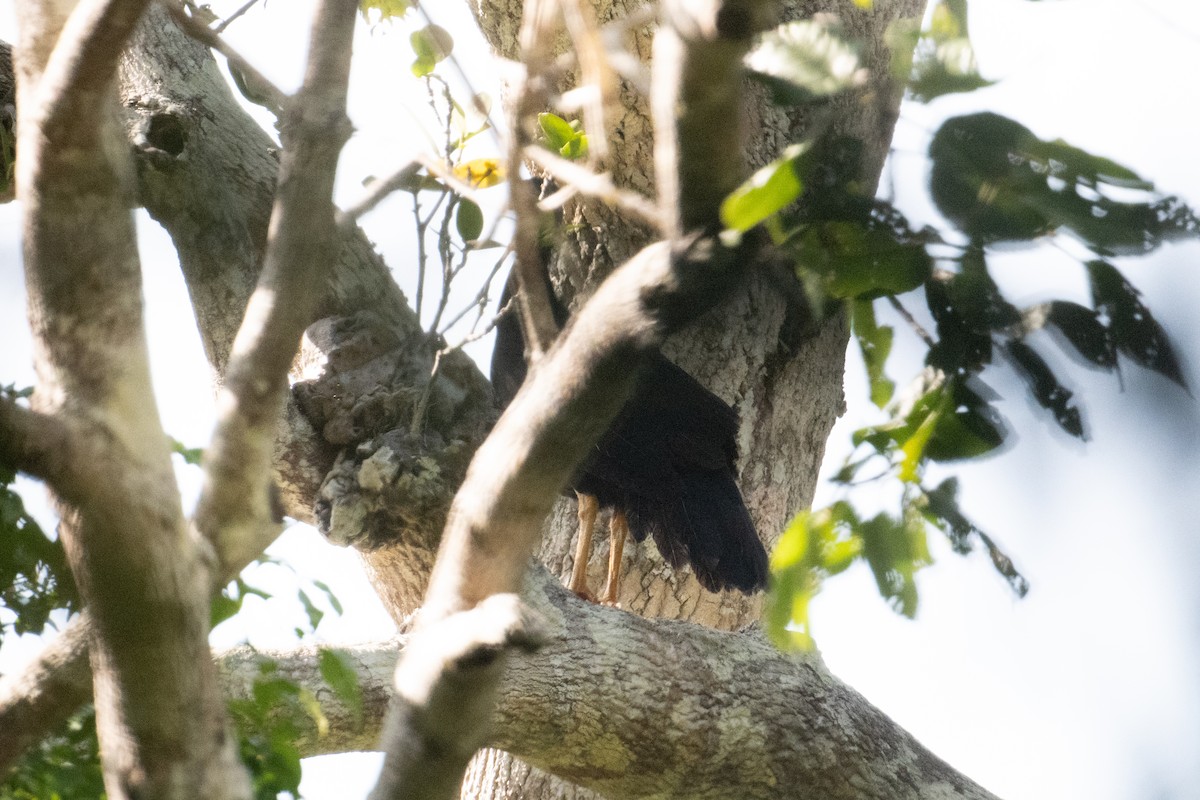 Yellow-legged Brushturkey - ML625815633