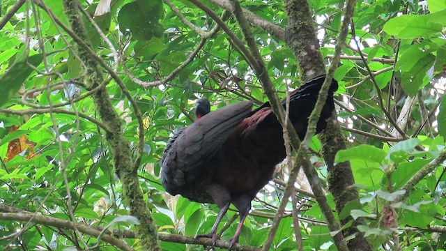 Crested Guan - ML625815646