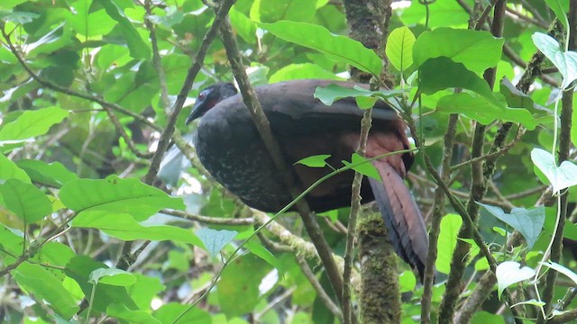 Crested Guan - ML625815656