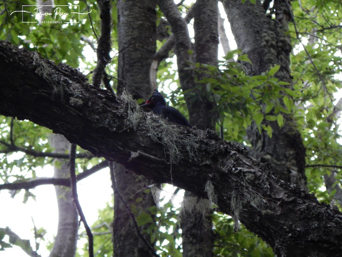 Magellanic Woodpecker - ML625815732