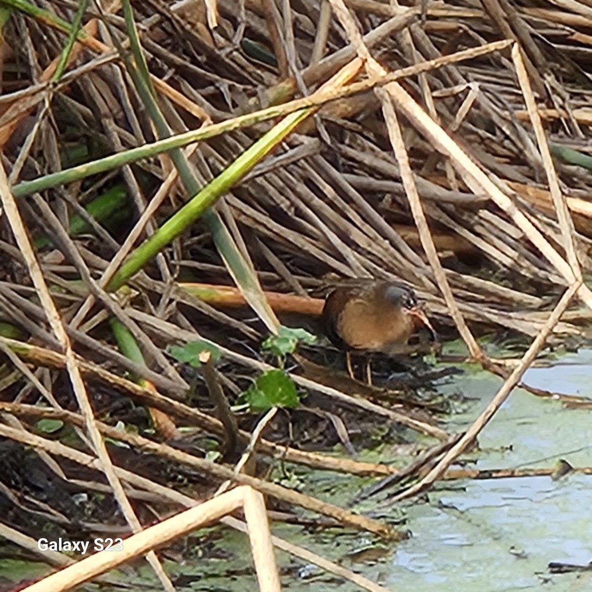 Virginia Rail - ML625815764