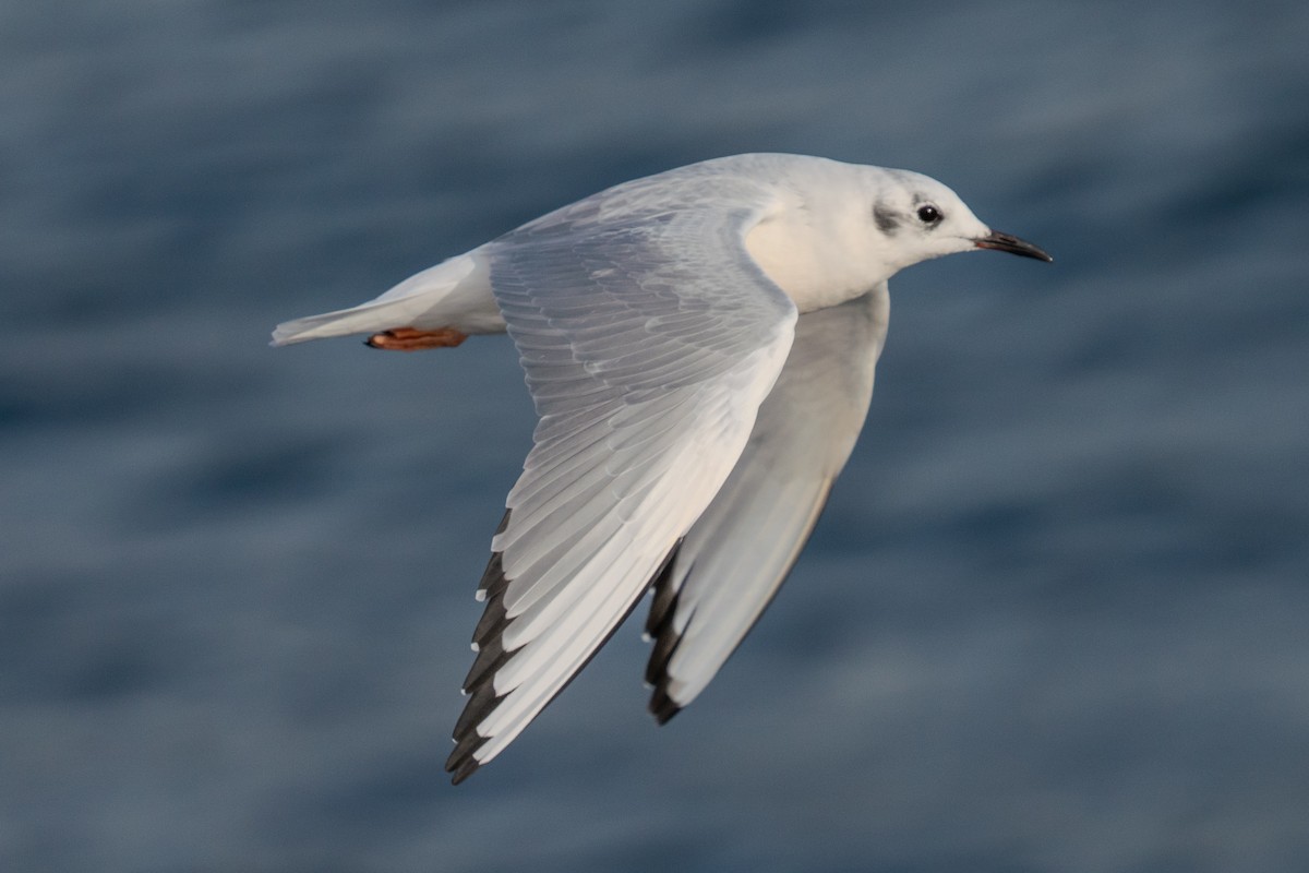 Bonaparte's Gull - ML625815808