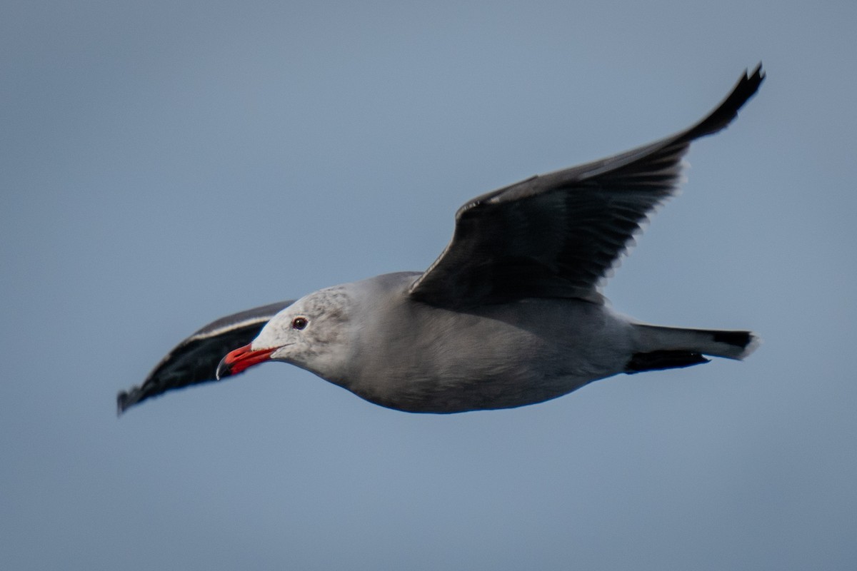 Heermann's Gull - ML625815812