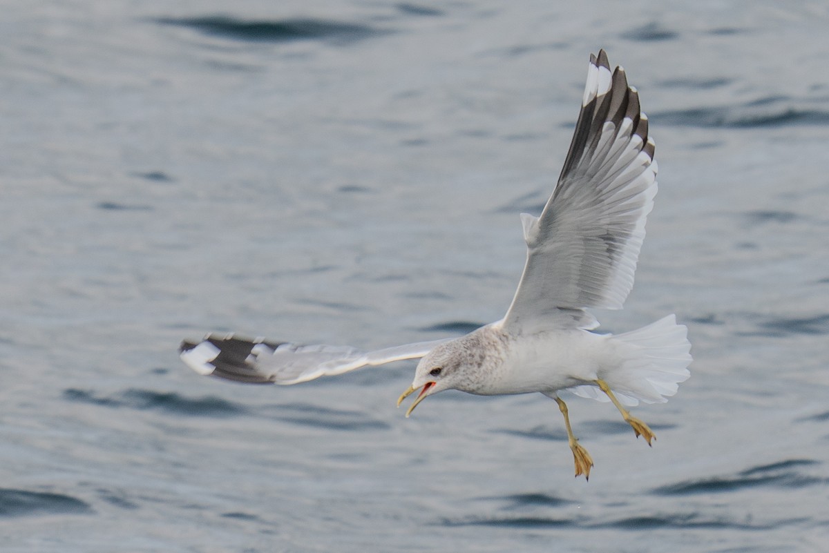 Short-billed Gull - ML625815818