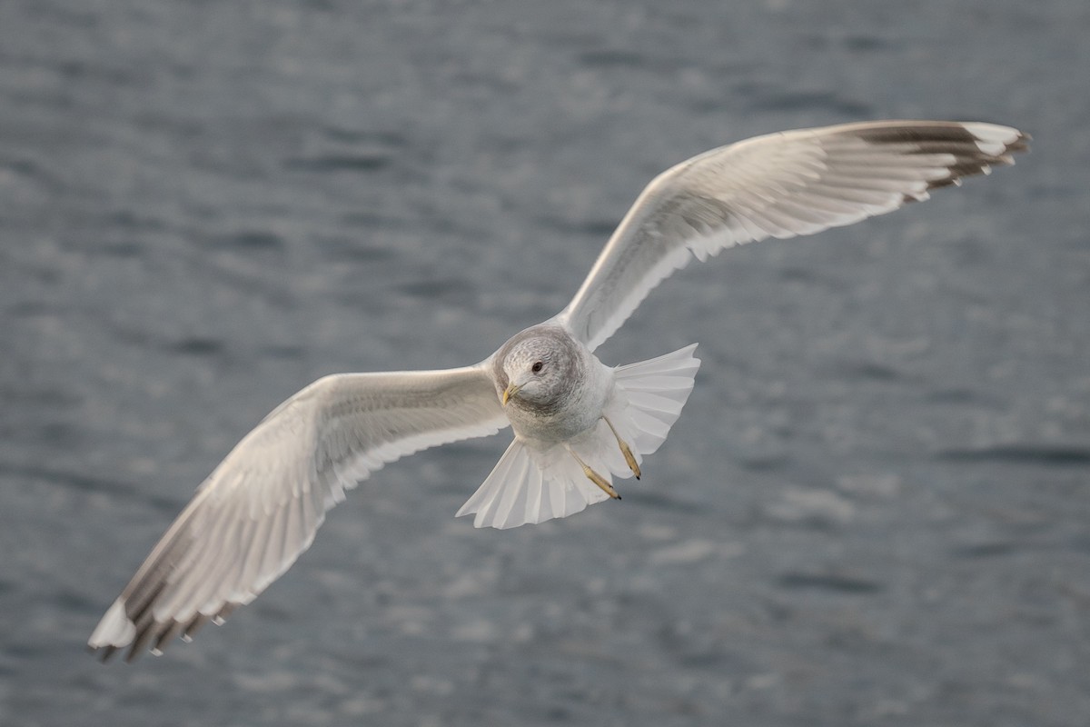 Short-billed Gull - ML625815819