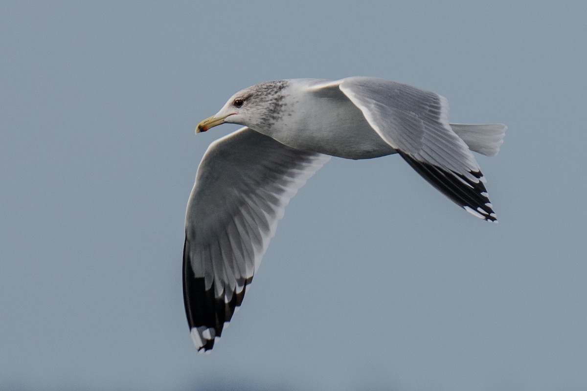 California Gull - ML625815835