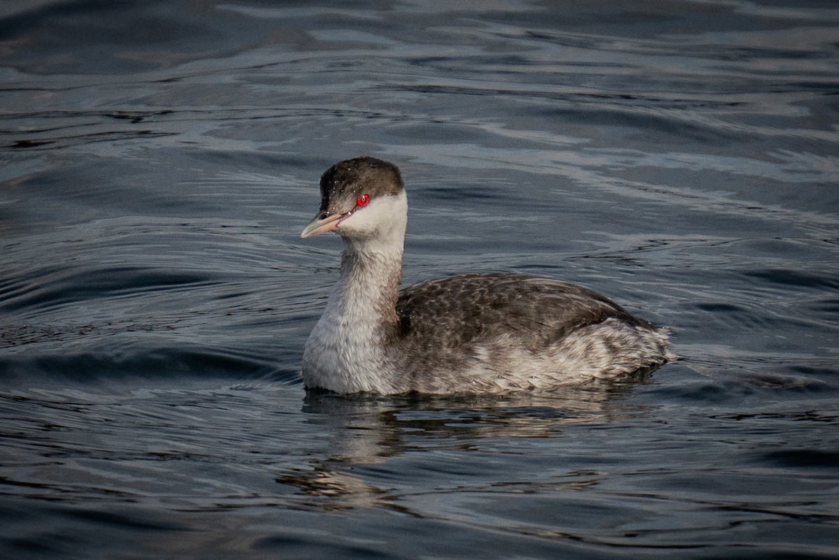 Horned Grebe - ML625815842