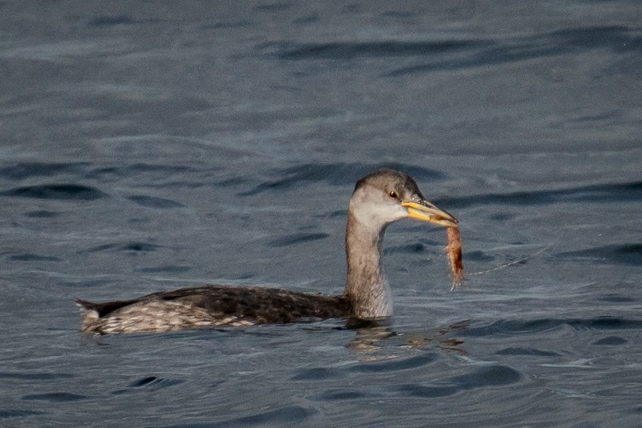 Red-necked Grebe - ML625815844