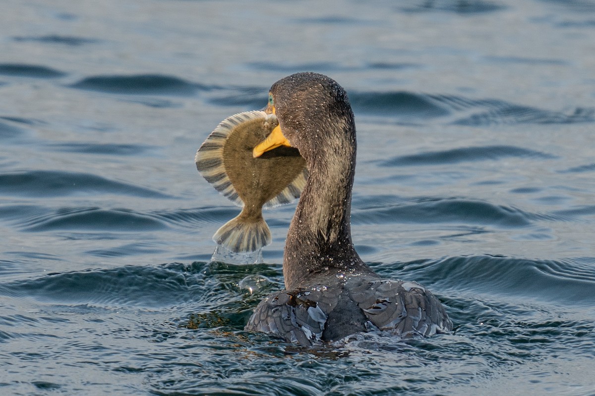 Double-crested Cormorant - ML625815856