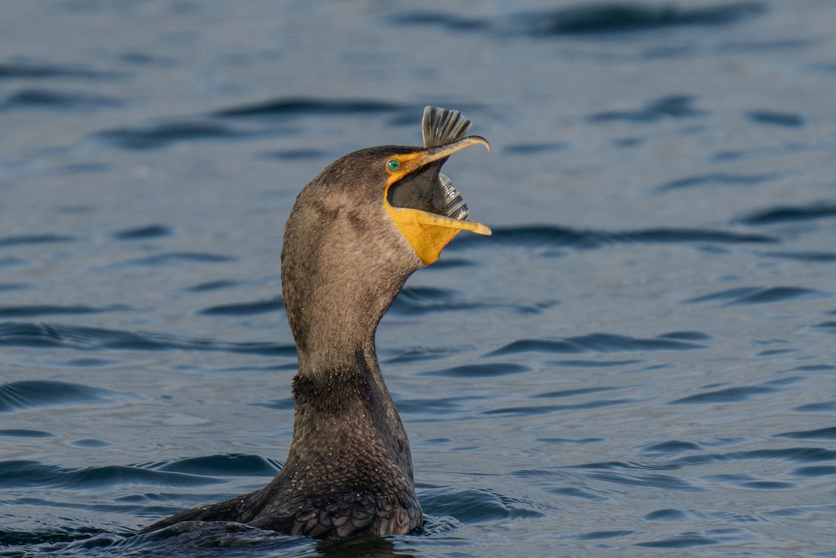 Double-crested Cormorant - ML625815857