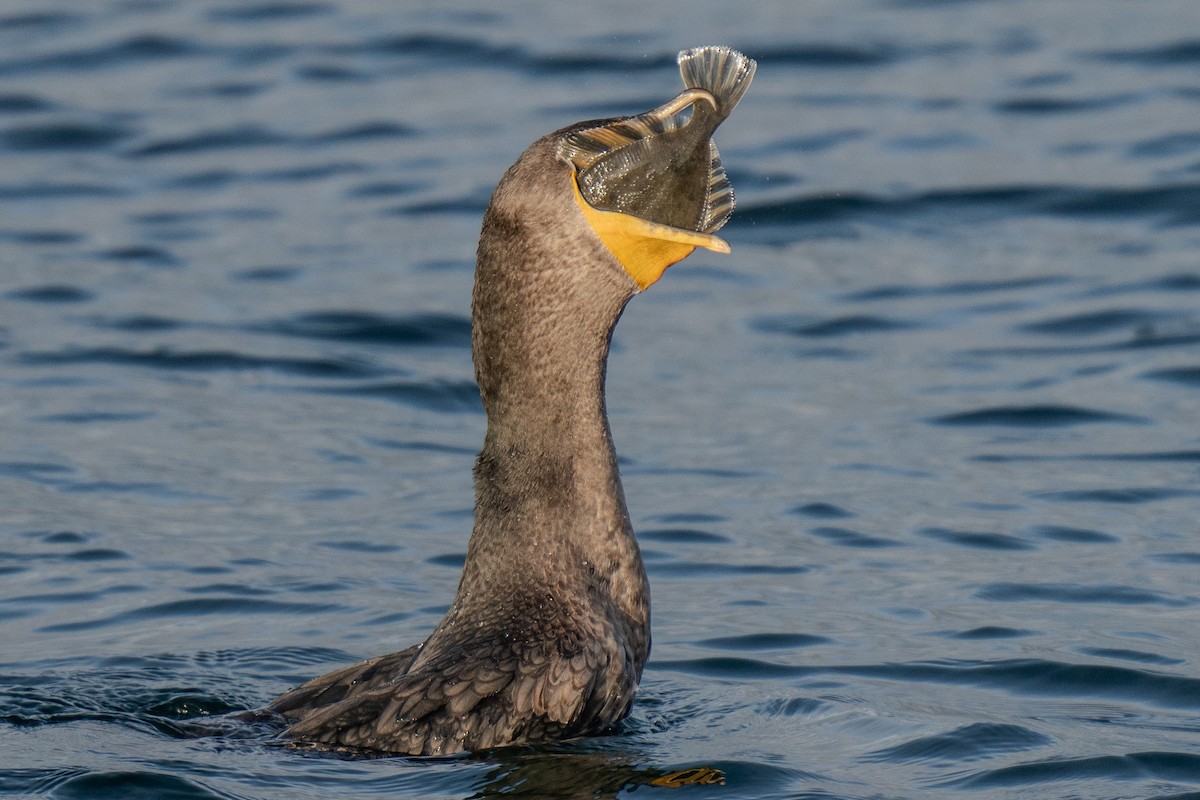 Double-crested Cormorant - ML625815858
