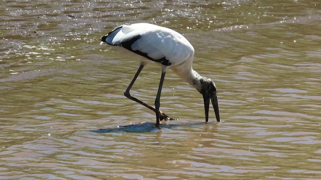 Wood Stork - ML625815873