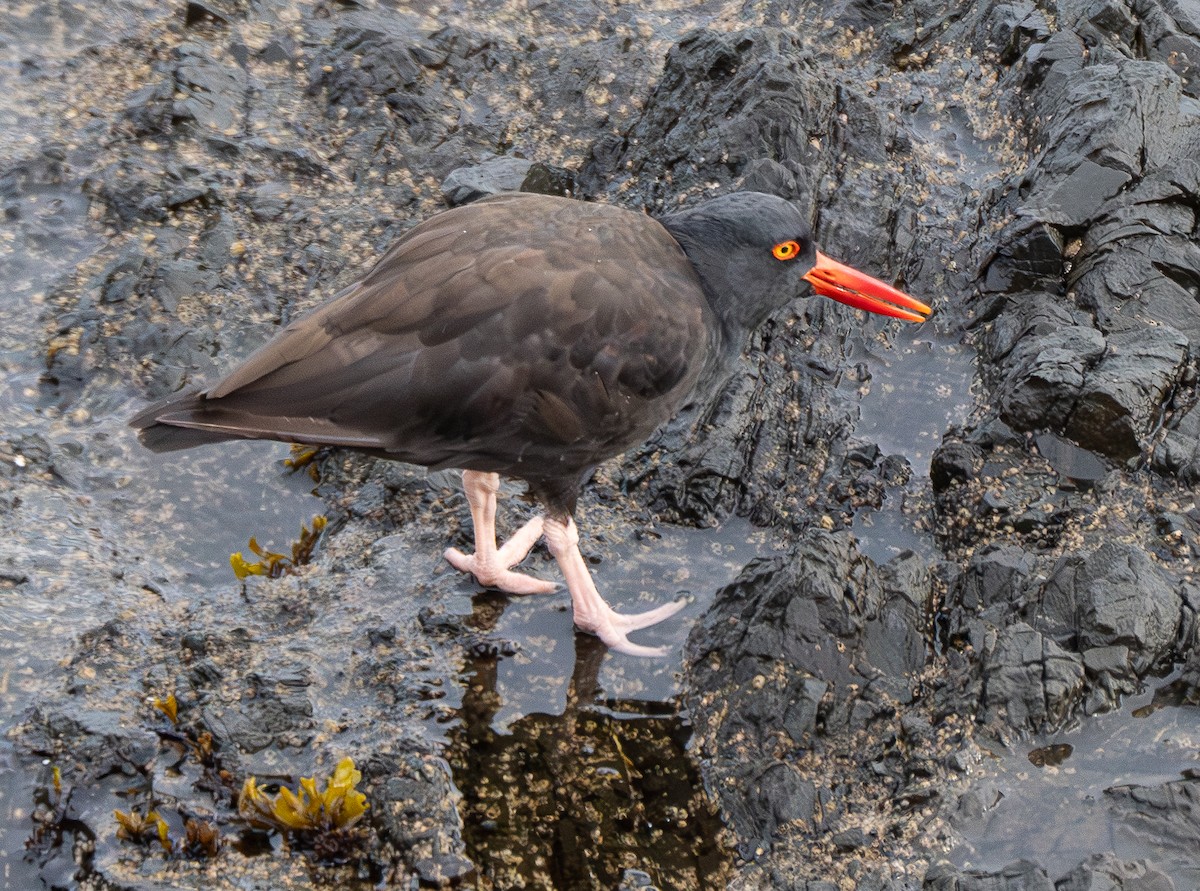 Black Oystercatcher - ML625815947