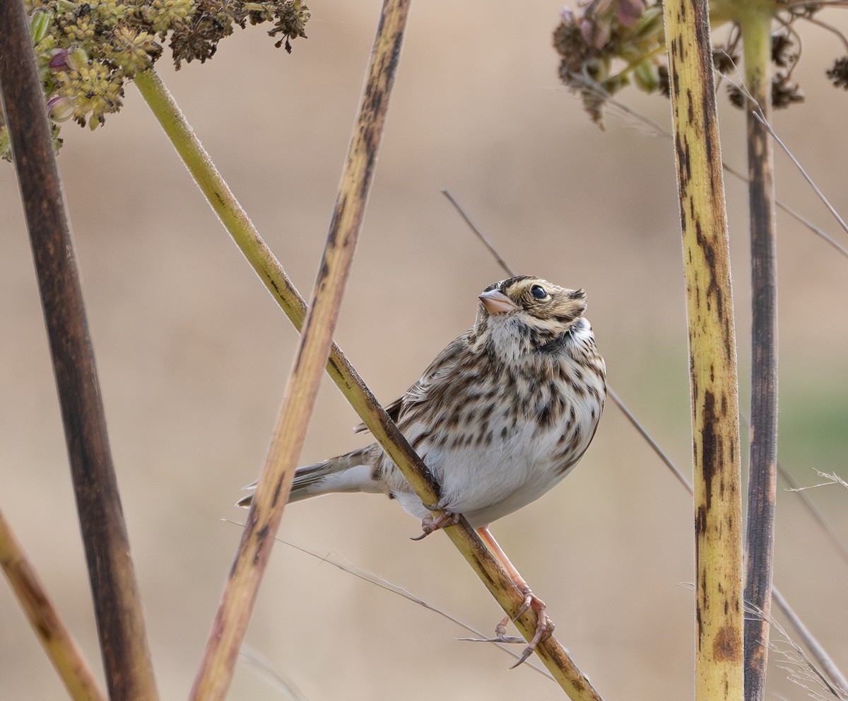 Savannah Sparrow - ML625815963