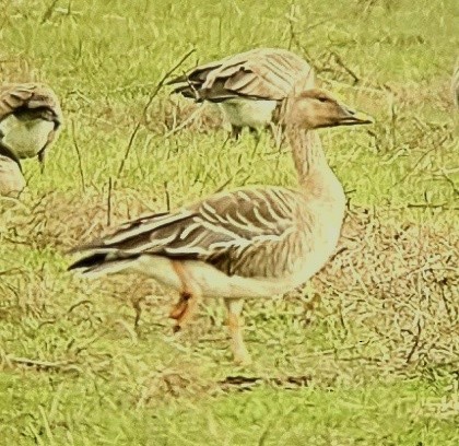 Taiga/Tundra Bean-Goose - ML625815977