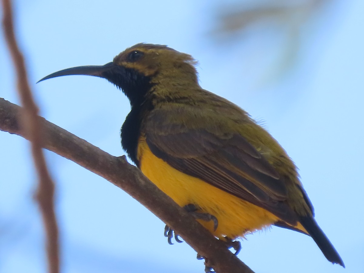 Sahul Sunbird - ML625816102