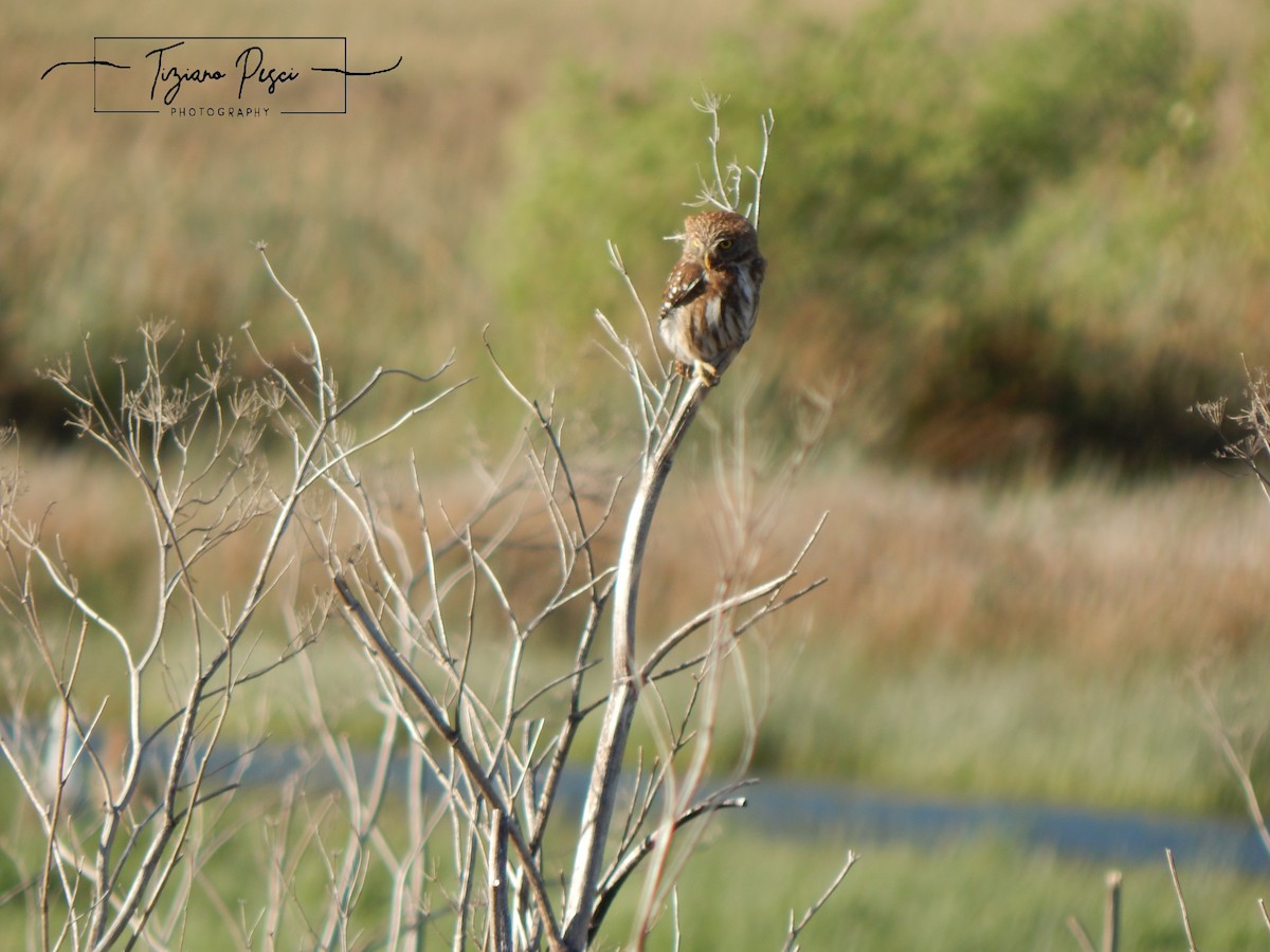 Austral Pygmy-Owl - ML625816198