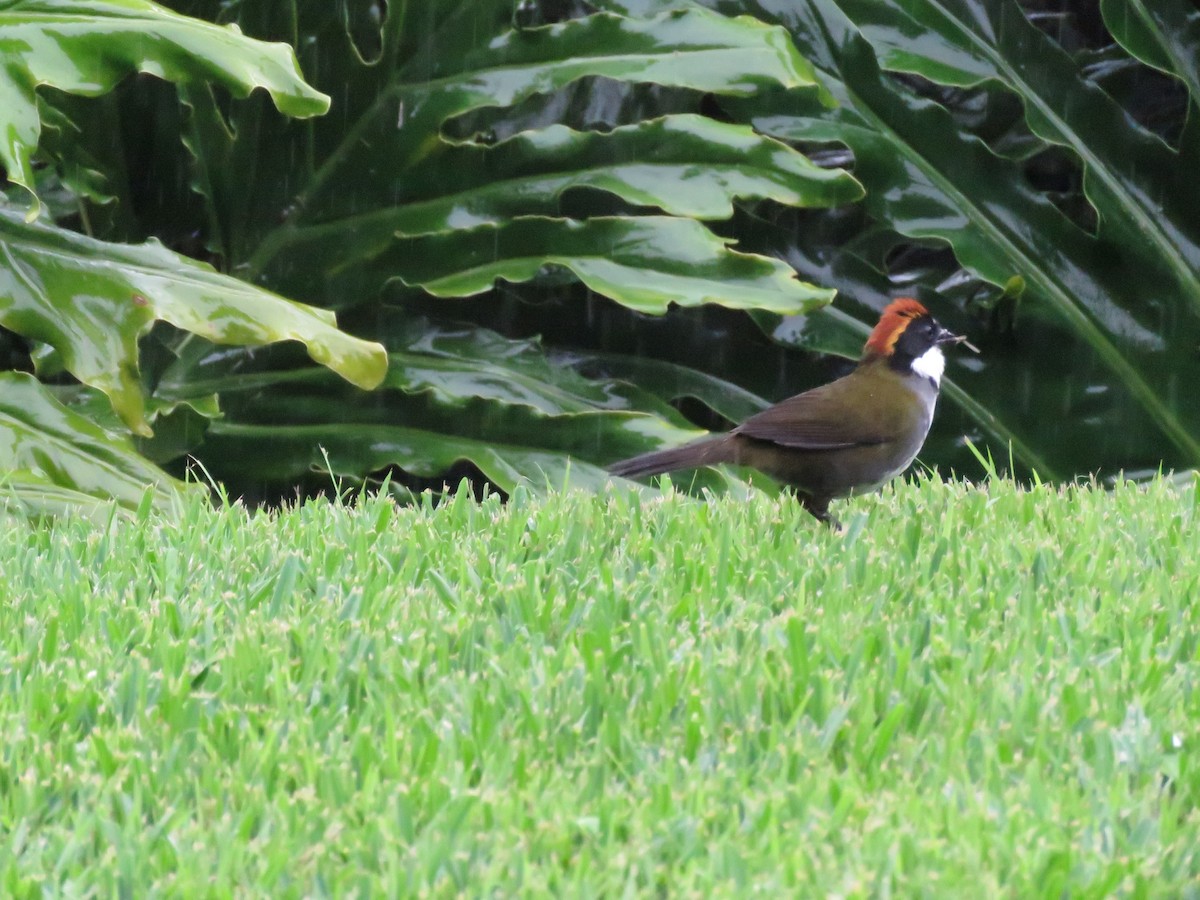 Chestnut-capped Brushfinch - ML625816209