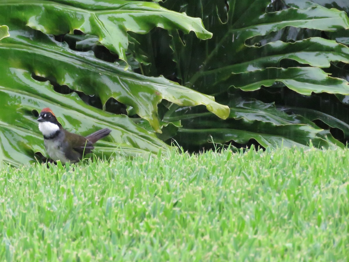 Chestnut-capped Brushfinch - ML625816210