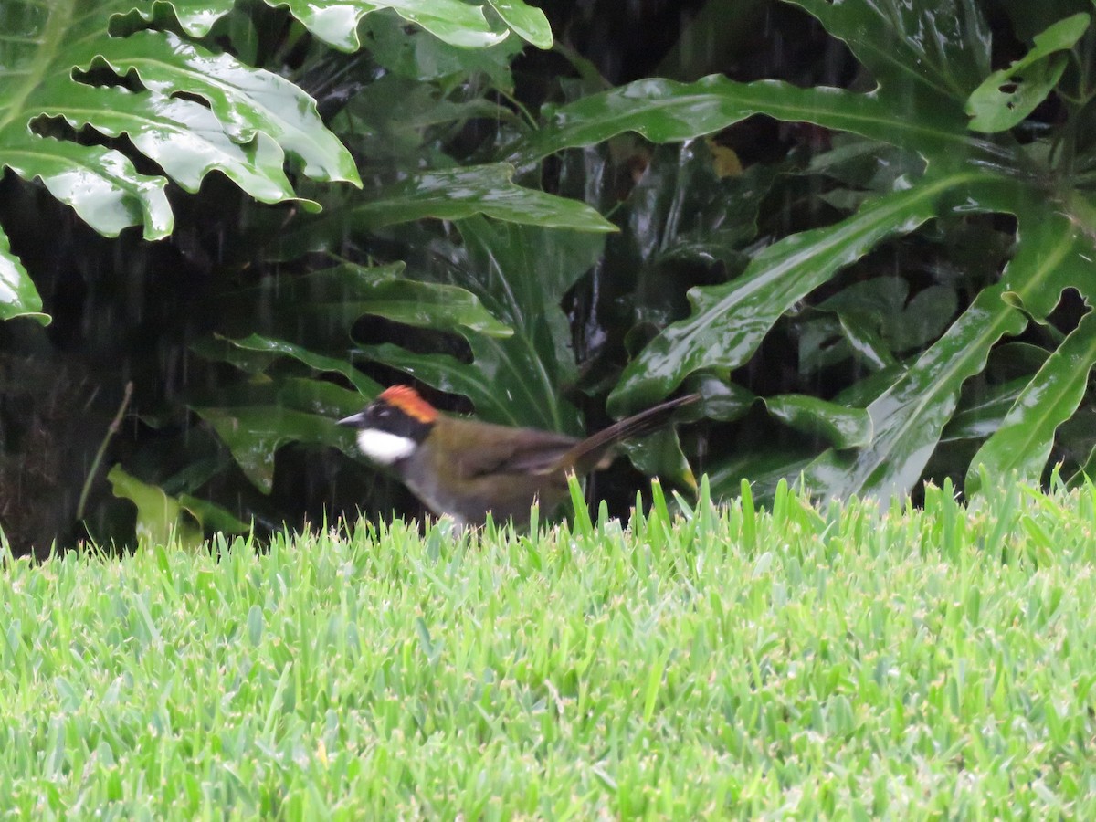 Chestnut-capped Brushfinch - ML625816211