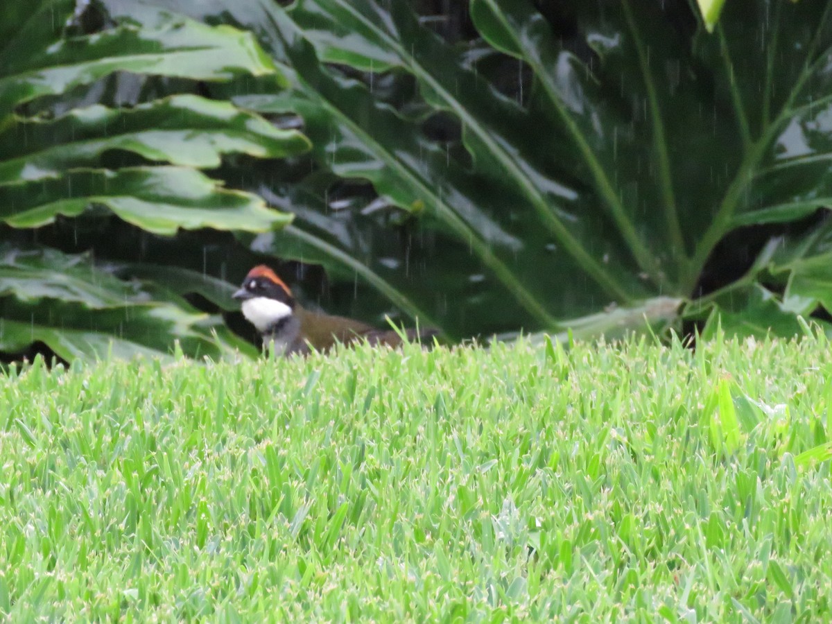 Chestnut-capped Brushfinch - ML625816212
