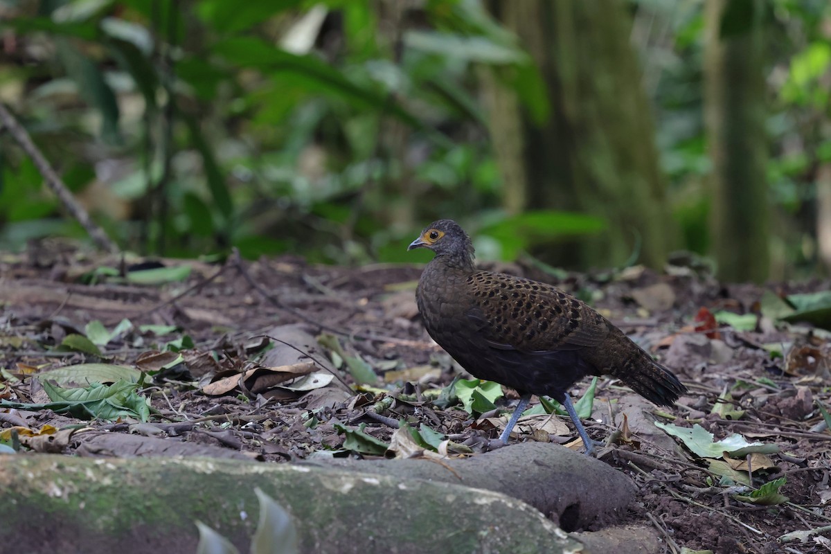 Bornean Peacock-Pheasant - ML625816285