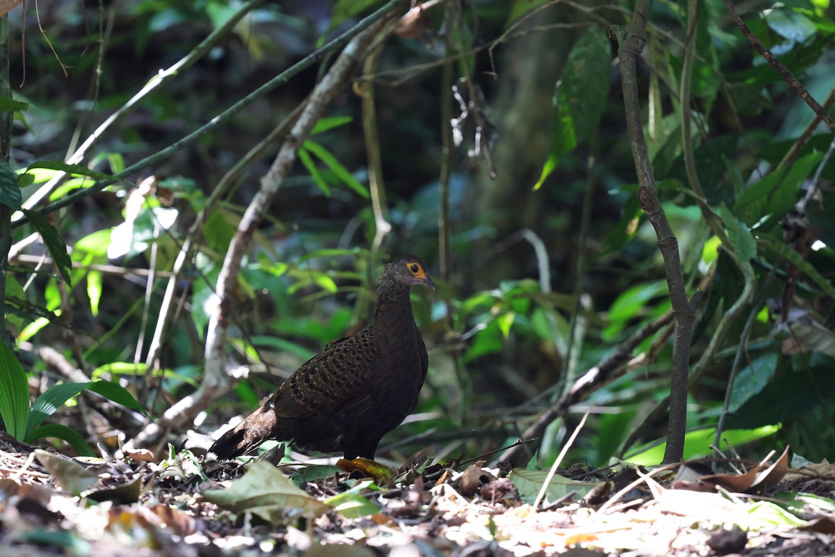 Bornean Peacock-Pheasant - ML625816286