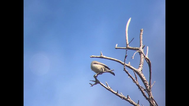 Verdin - ML625816306
