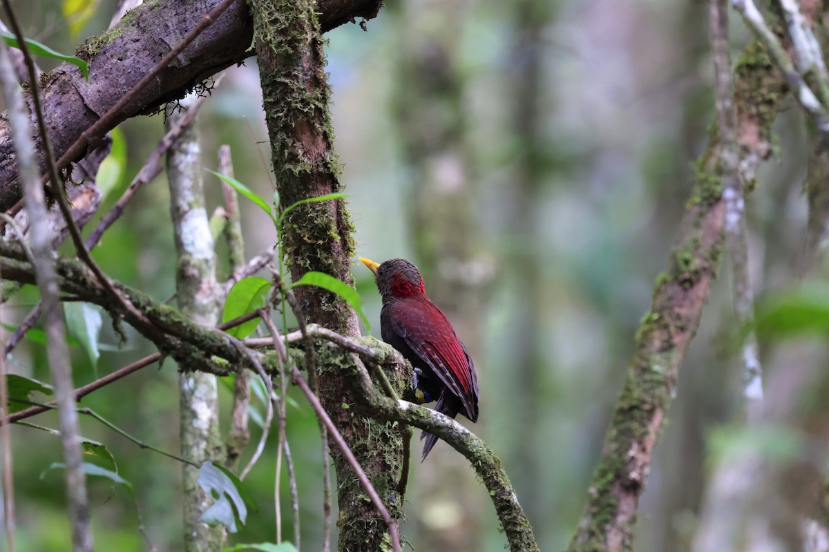 Maroon Woodpecker - ML625816329