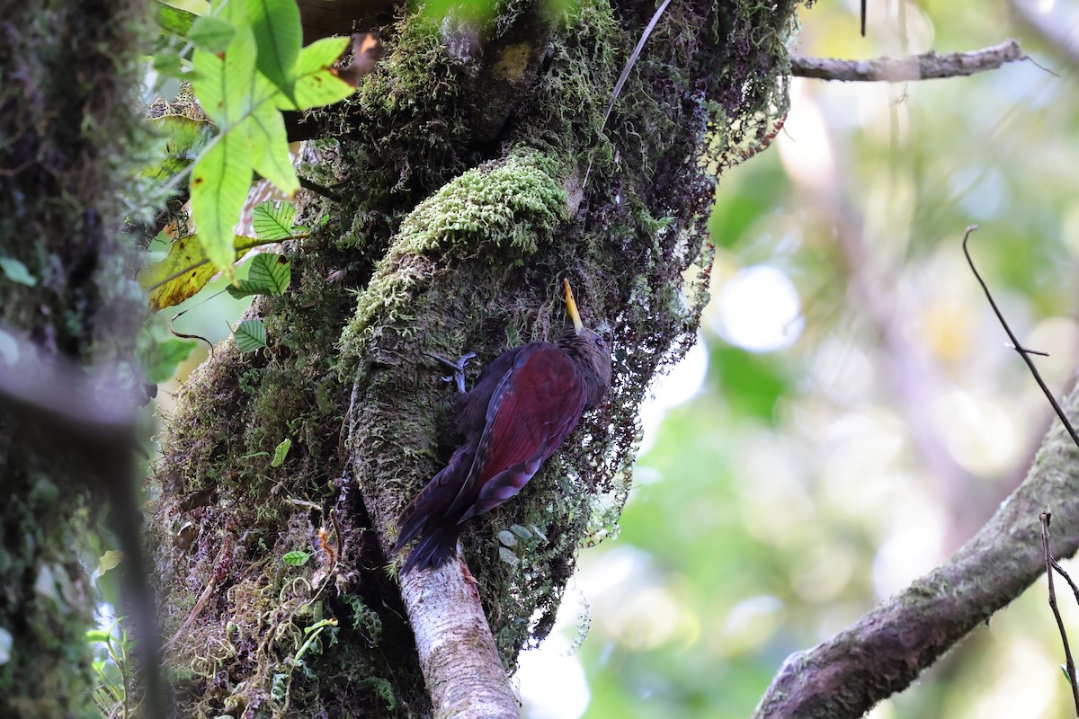 Maroon Woodpecker - ML625816330