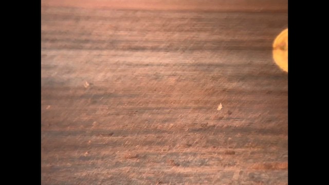 Mountain Plover - ML625816375