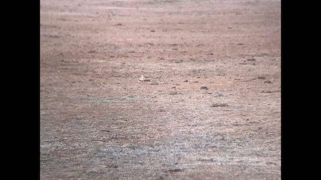 Mountain Plover - ML625816377