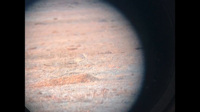 Mountain Plover - ML625816378