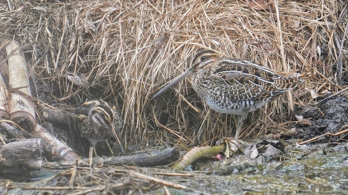 ML625816825 - Jack Snipe - Macaulay Library