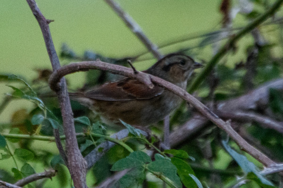 ヌマウタスズメ - ML625817008