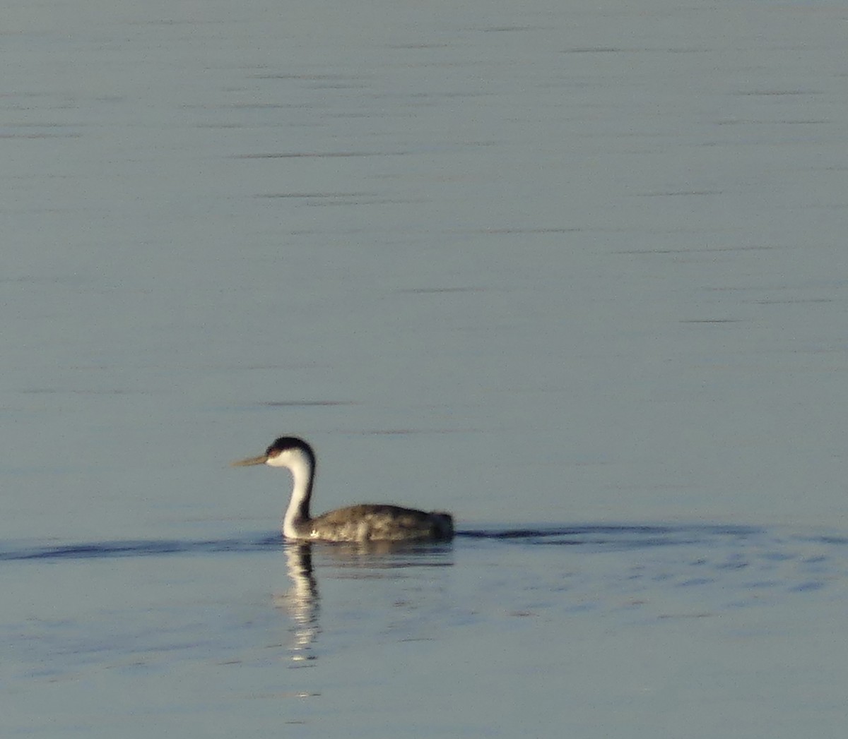 Western Grebe - ML625817028