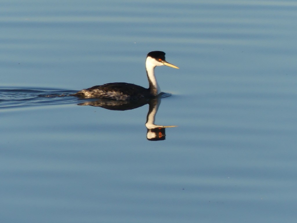 Western Grebe - ML625817032