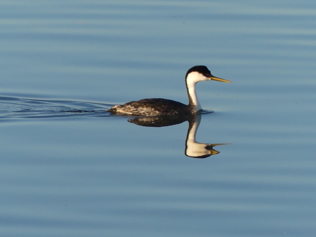 Western Grebe - ML625817036